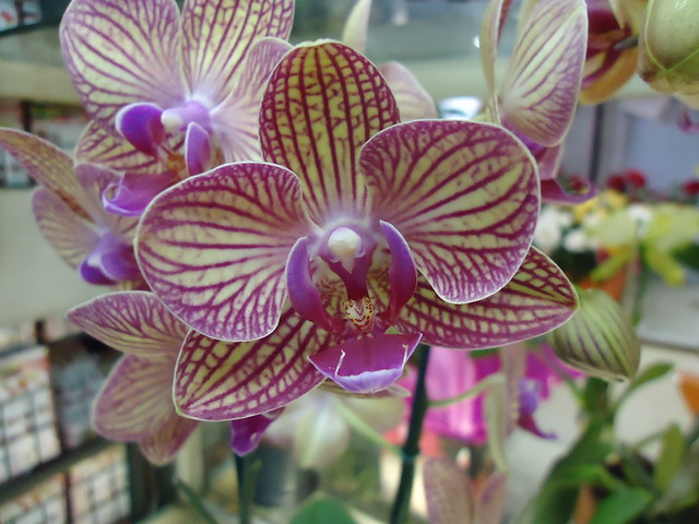 Orquídeas (15)