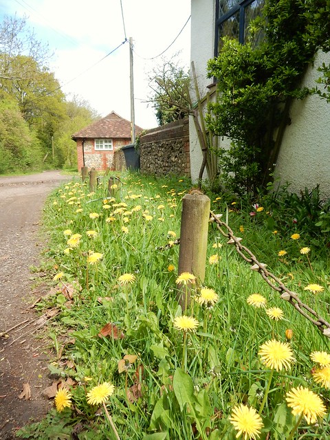 Dandelions Whyteleafe to Woldingham