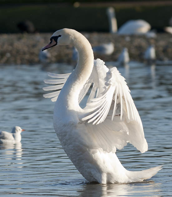 Mute Swan Stretch