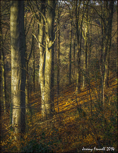 bristol blaisecastleestate blaisecastleestatebristol woodland woods trees 2014 photographybyjeremyfennell nikond7100 uk england southwest