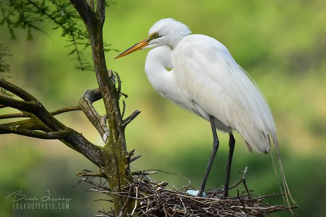 Nesting Egret