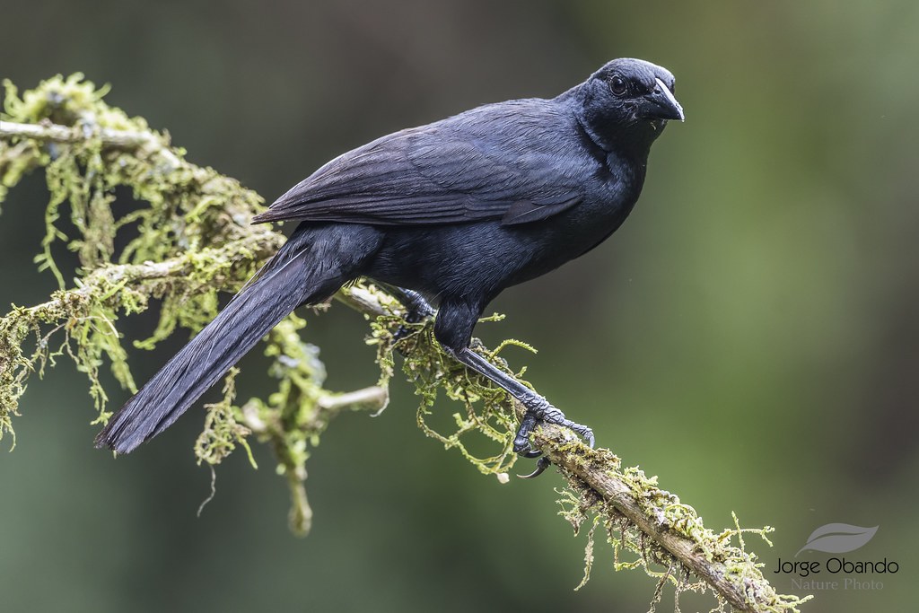 Black Birds with Blue Heads - Melodious Blackbird