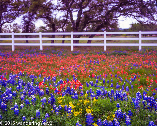 flower 120 mamiya film mediumformat texas bluebonnet hillcountry wildflower filmscan indianpaintbrush texaswildflowers texashillcountry mamiya7ii texashighway29