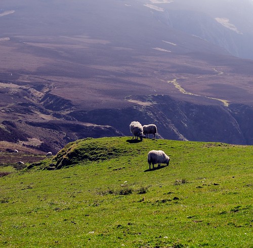 green scotland nikon purple sheep argyll islay 70200f4 theoa d700