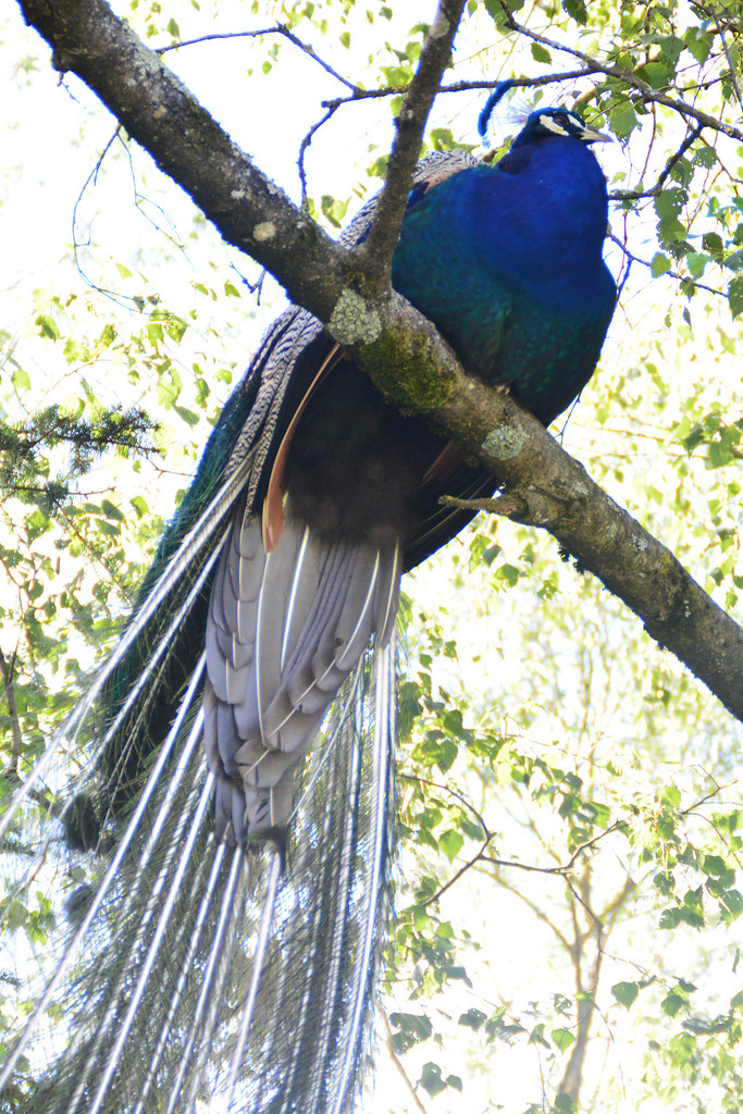 Pfau im Baum - blue peafowl - Pavo cristatus