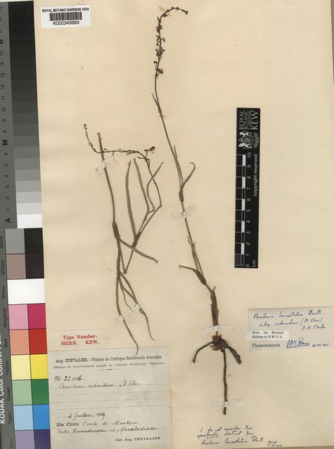 Aneilema lanceolatum ssp. subnudum 29654047020_e26f77c81d_z
