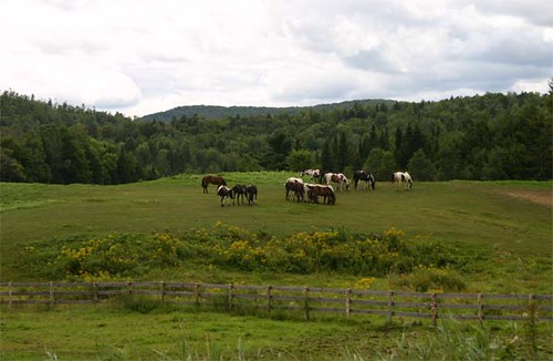 trees horses fence vermont farm farmland hills pasture rollinghills