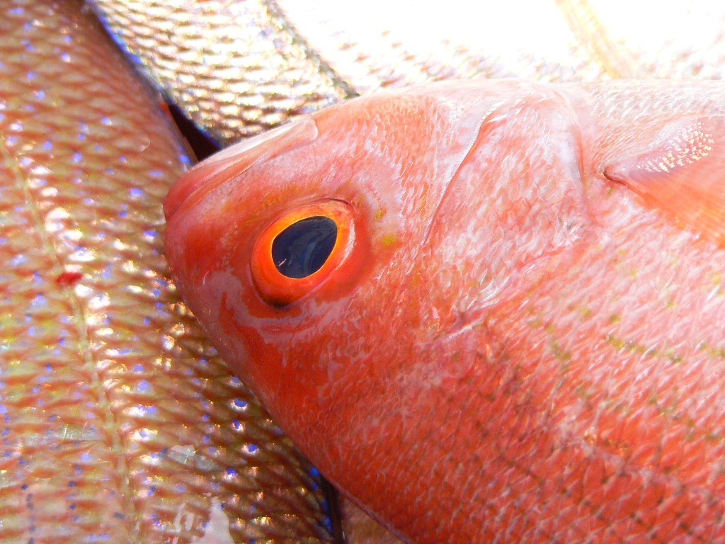 Snapper Flickr Red Snapper Closeup | A closeup of a red snapper that Matt a… | Flickr