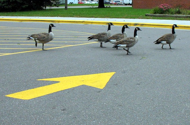 This Way to Geese