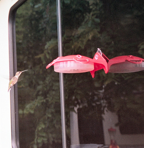 color reflection bird film window animal animals rural 35mm geotagged flying cool texas hummingbird tx feeder copyrightwickdartsdesign wickdartsdesign wickdarts ericwaisman
