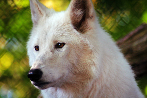 animal zoo wolf wildlife canoneos350d canoneosdigitalrebelxt whitewolf senecaparkzoo