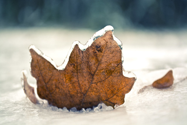 Icing on the Leaf
