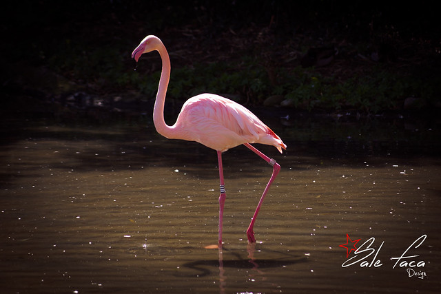 Flamingo.jpg