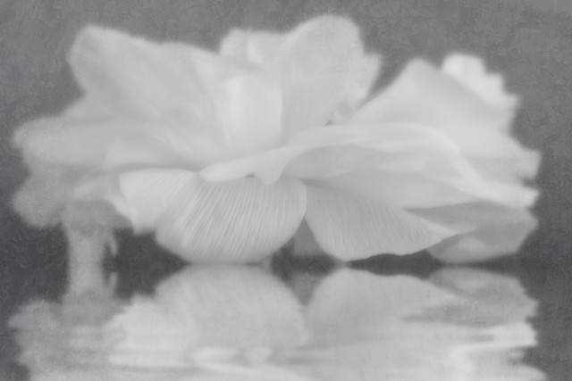 Blurred White Flower