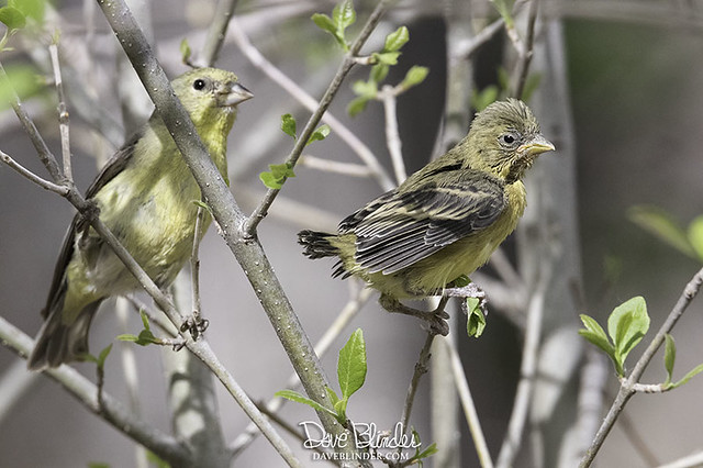 Female Lesser Goldfinch with Fledgling