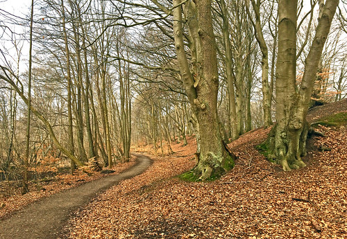 outdoor landscape winter nakedtrees tree trail road forest wood cloudy