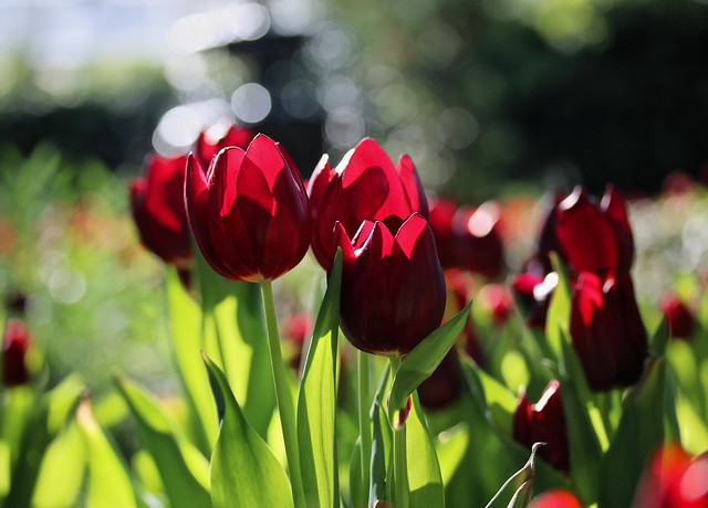 Tulips Jubilee