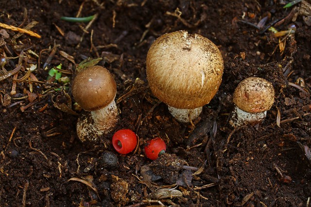 Agaricus impudicus Tufted Wood Mushroom Lynford Arboretum 22.9.17 (3)
