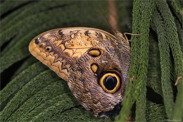 Papillon chouette - Caligo eurilochus
