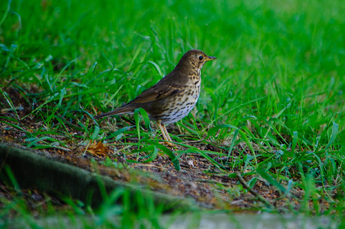 Song thrush after food, Worfield churchyard