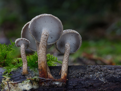 mushroom forest schweiz switzerland dof natur stack fungi fungus bern makro pilze wald champignon quartett polyporus krauchthal dff polyporusbrumalis brumalis porlinge winterporling