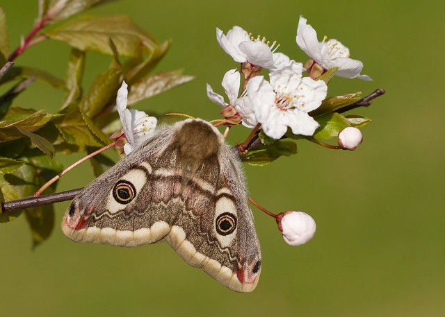 Emperor Moth - Saturnia pavonia