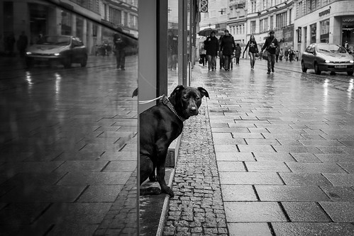 cz-dog | by rdk740