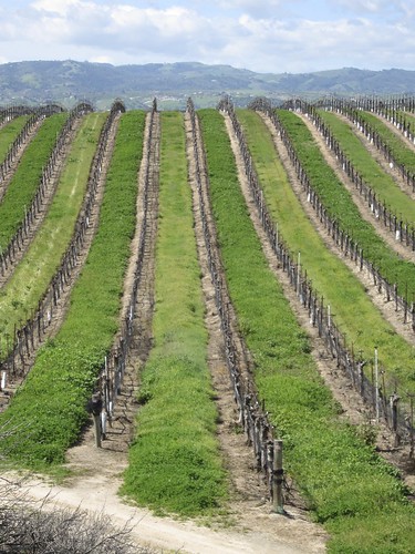 green vineyard grapes eberlewinery pasoroblesca 115in2015 106allinarow