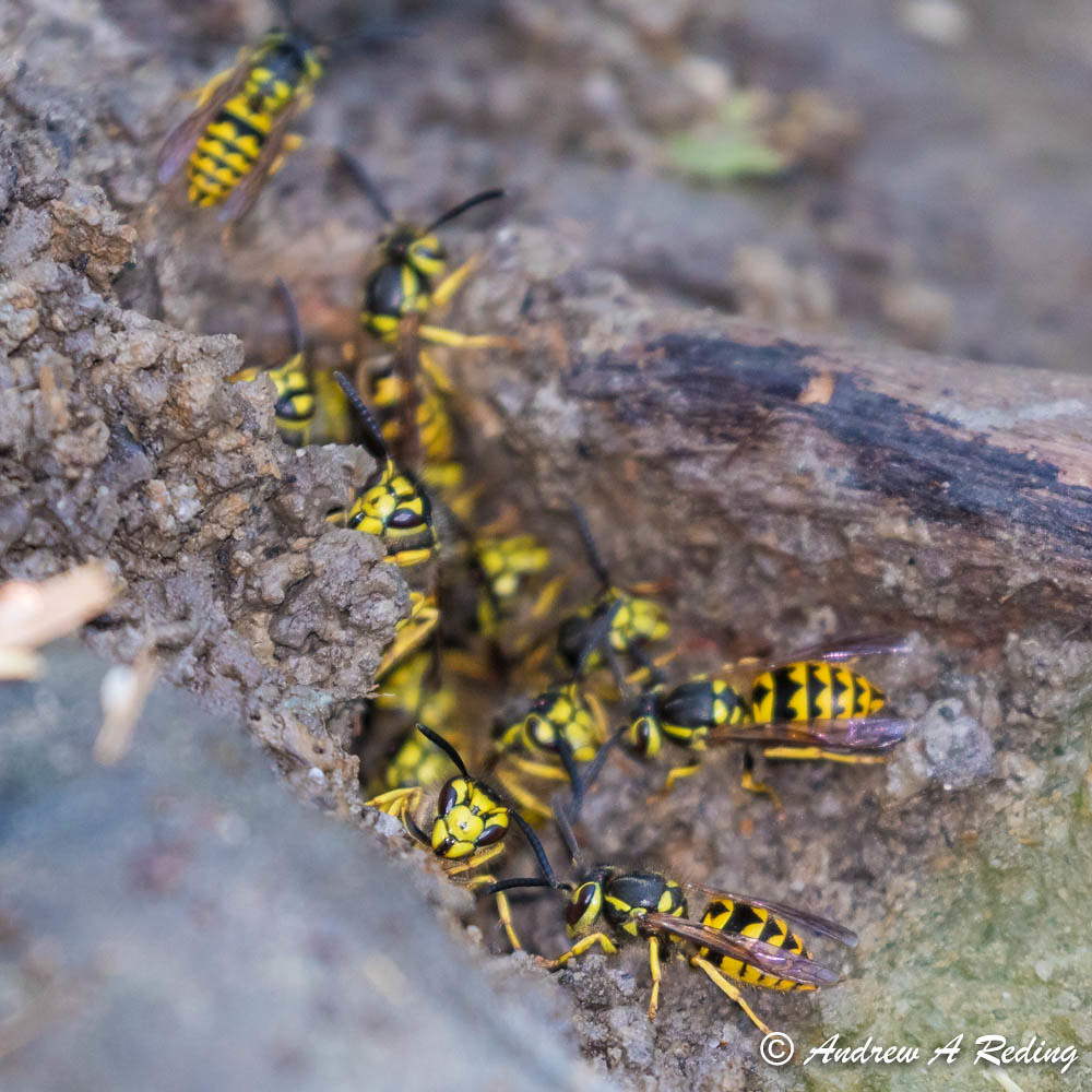 western yellowjacket nest | A dog ran into Derby Pond, in Wh… | Flickr