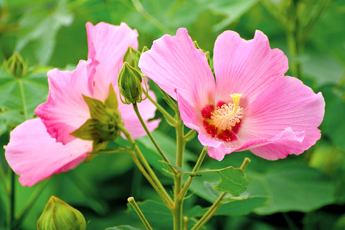 Cotton Rose Mallow : フヨウ（芙蓉） | Toshihiro Gamo | Flickr