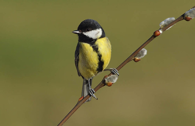 Great Tit on pussy willow