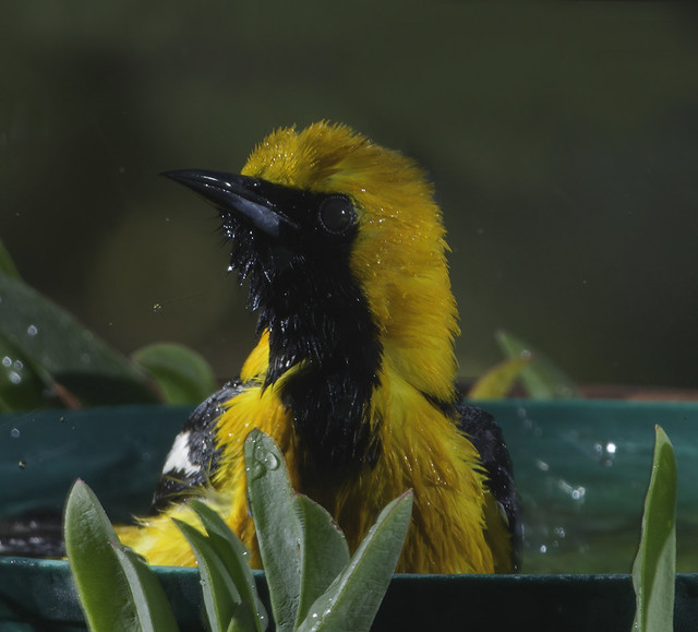 Hooded Oriole In His Bath