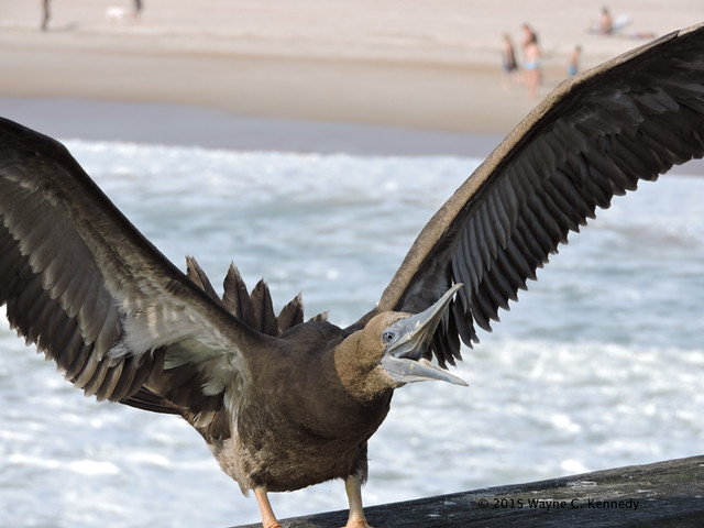 Brown Booby wings spread