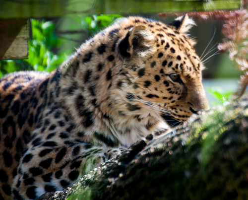 Amur Leopard | by Strob79