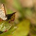 Flickr photo 'Mariposa Copper, Lycaena mariposa' by: d_robichaud.