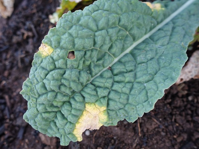 Kale: Black rot