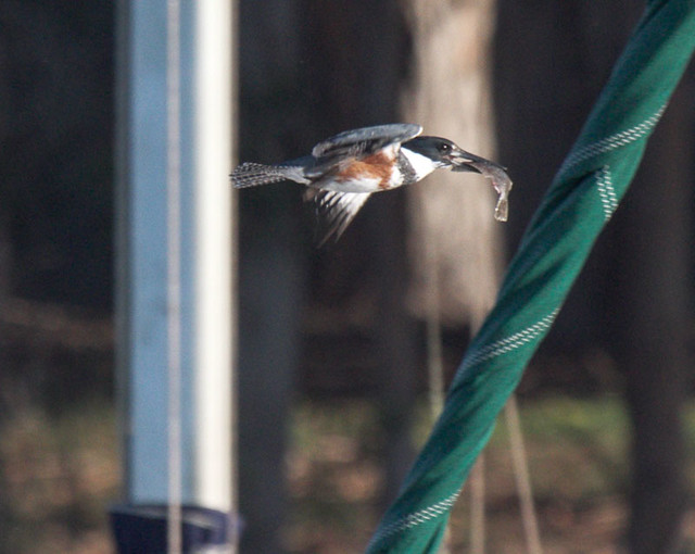 Belted Kingfisher (Megaceryle alcyon) with a meal