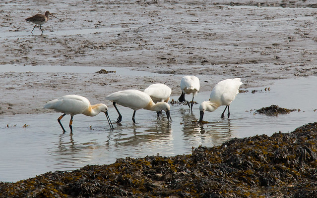 The Group (Spoonbills)