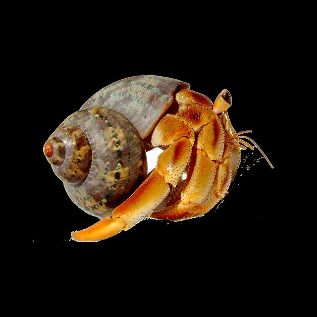 Land Hermit Crab Coenobita variabilis