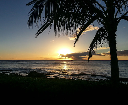 winter sunset usa seascape tree beach silhouette landscape hawaii unitedstates oahu cellphone clear palmtree paradisecove kapolei samsunggalaxys3