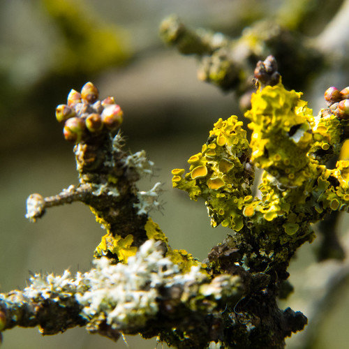 Lichen on oak twig