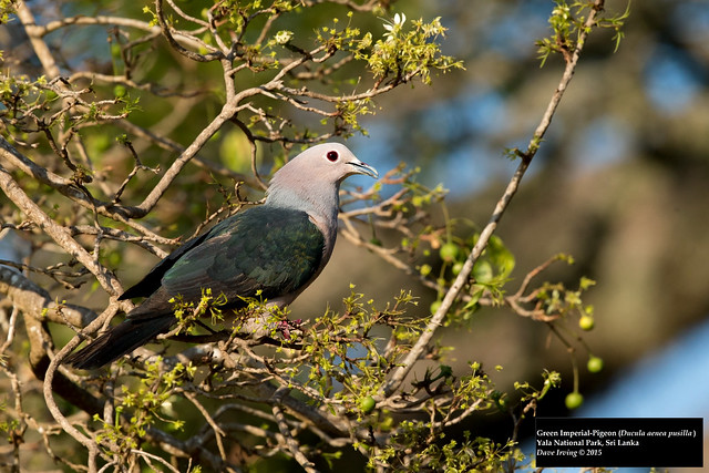 Green Imperial-Pigeon (Ducula aenea pusilla)