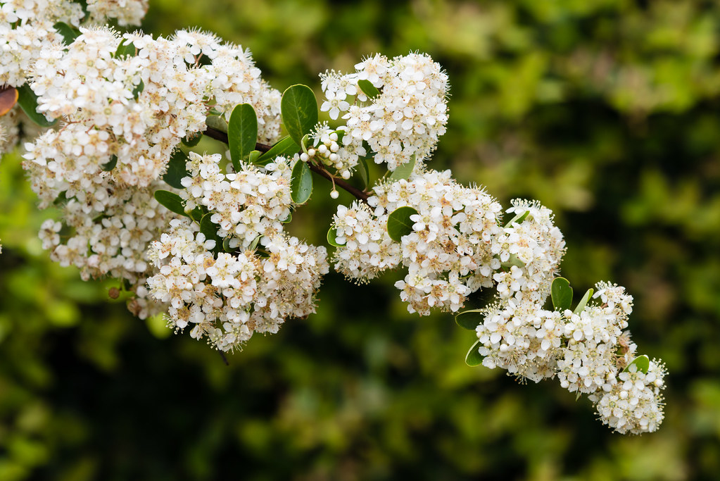 Pyracantha fortuneana (Chinese Firethorn) | This is a common… | Flickr