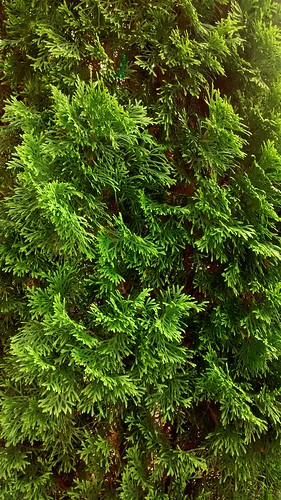 tree green pine nc northcarolina greenery shrub shrubbery laurinburg scotlandcounty