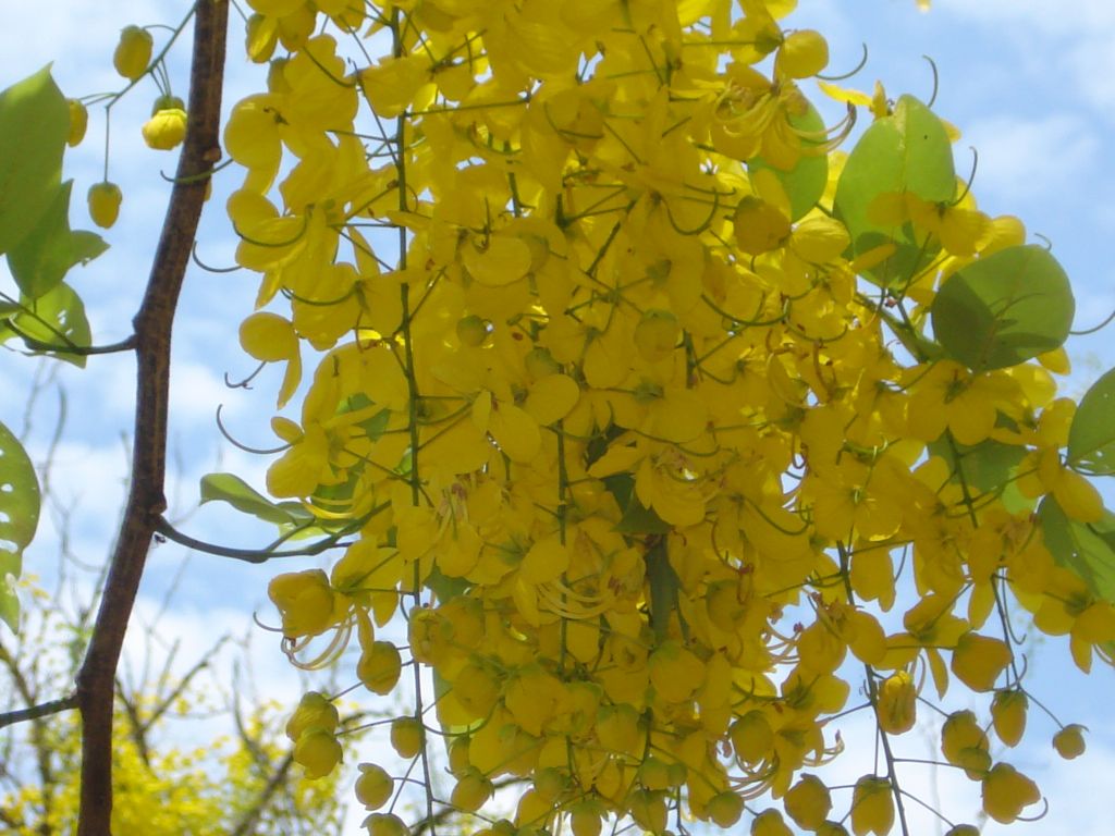 Kani Konna Flower | Cassia fistula or Golden Shower Tree, a … | Flickr
