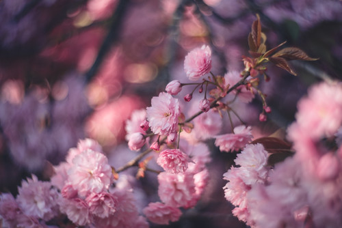 Cherry blossom by Anaïs Nannini, Petzval lens f/2,2
light sunset sun france flower macro tree colors cherry golden spring lomography