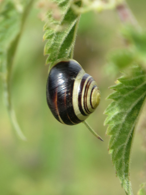 Snails (5) White-lipped Snail