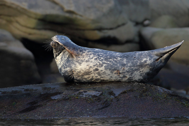 Phoques gris - Grey seal