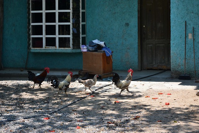 March of the Roosters, Near Zihautanejo, Mexico