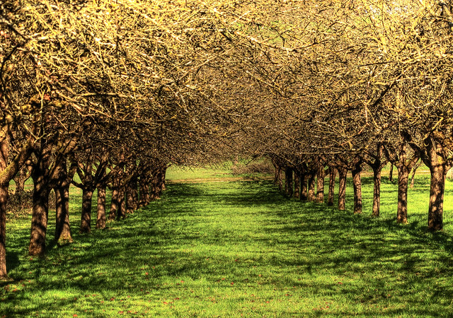 Avenue of Apple Trees